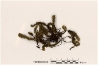 藏品(南亞美蕨苔)的圖片